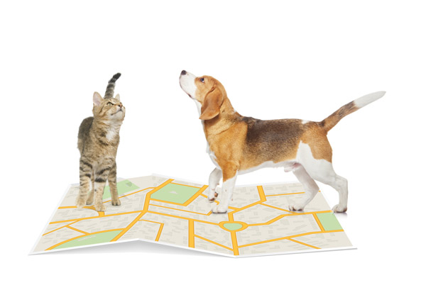 BackHome-Dog_map_cat.jpg