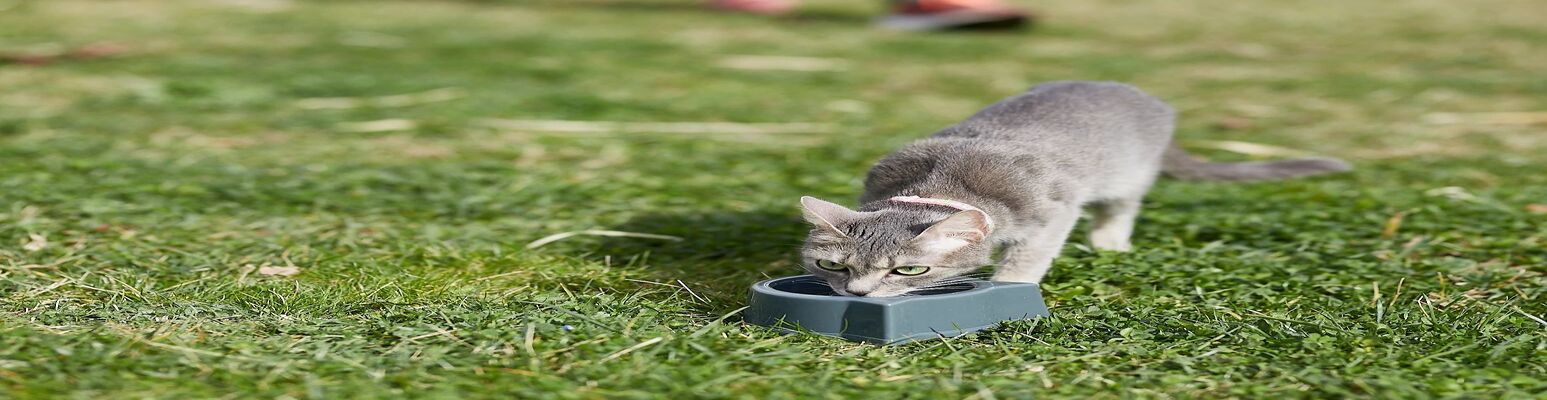 Cat Diarrhea What to Know and How to Treat It VF_banner.jpg