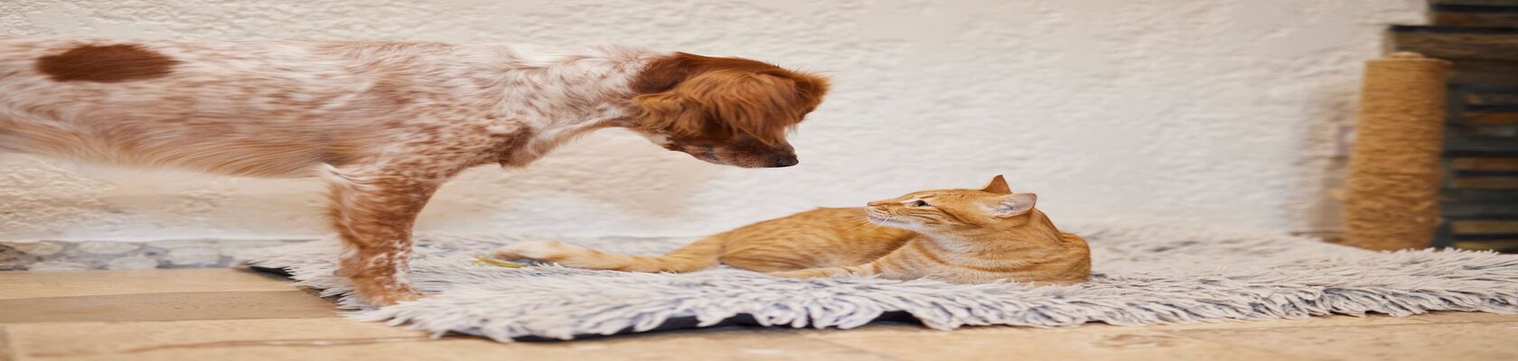 Dog Diarrhea Causes, Symptoms and Treatments_banner.jpg