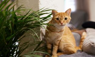 Cat Diarrhea What to Know and How to Treat It_preview.jpg